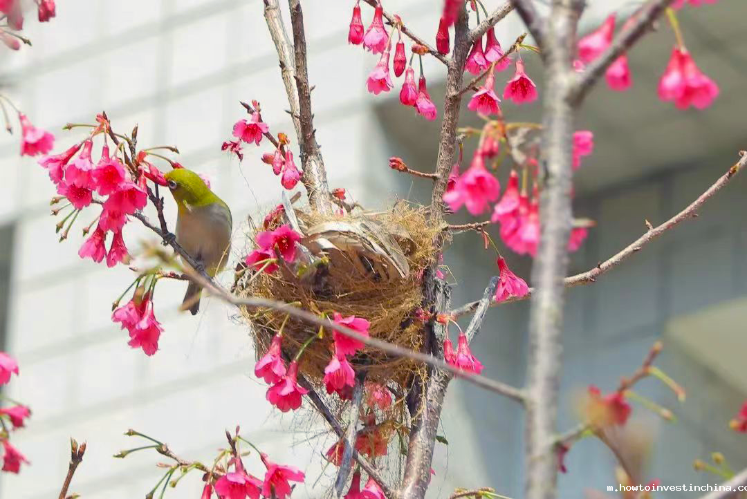 阳春三月，点点官方app下载约你一同“上春山”